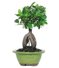 Bonsai saks iei Ankara iek siparii sitesi